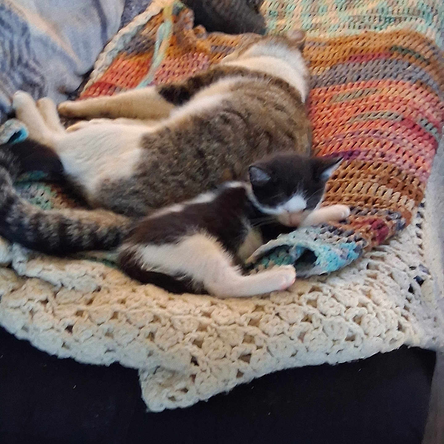 Oreo