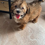 Aloa participe au concours pour gagner de l'argent avec cette photo : adorable, animal, brown_fur, canine, cute, dog, domestic_dog, floor, fluffy, fur, happy, indoor, looking_up, pet, playful, puppy, small_dog, standing, tongue_out, young_dog