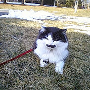 Cutty is registered to the contest to win money with this photo: animal, black_and_white, cat, daylight, feline, fluffy, fur, grass, house, leash, mammal, mustache_marking, nature, outdoor, pet, relaxed, sitting, snow, tree, winter
