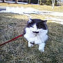 animal, black_and_white, cat, daylight, feline, fluffy, fur, grass, house, leash, mammal, mustache_marking, nature, outdoor, pet, relaxed, sitting, snow, tree, winter