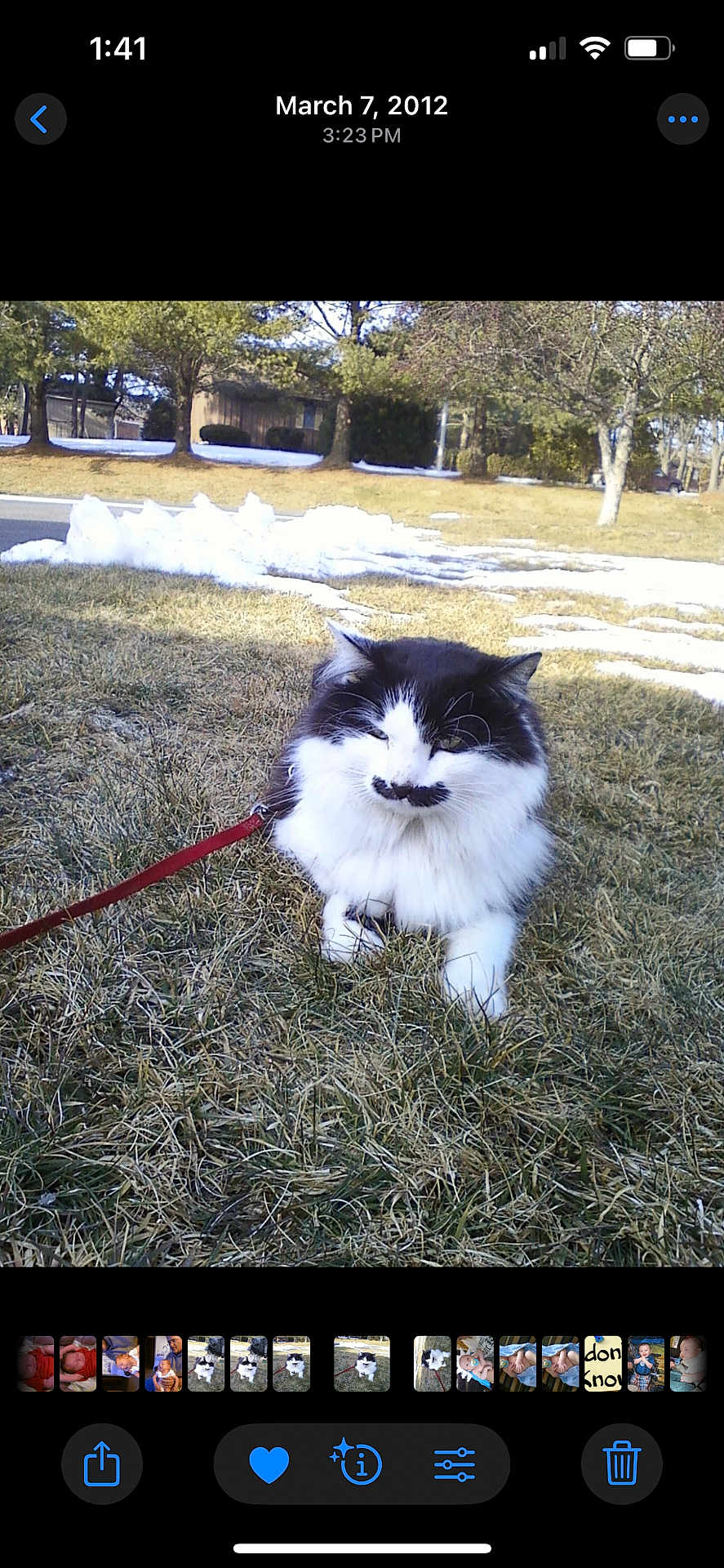 Cutty is registered to the contest to win money with this photo: animal, black_and_white, cat, daylight, feline, fluffy, fur, grass, house, leash, mammal, mustache_marking, nature, outdoor, pet, relaxed, sitting, snow, tree, winter
