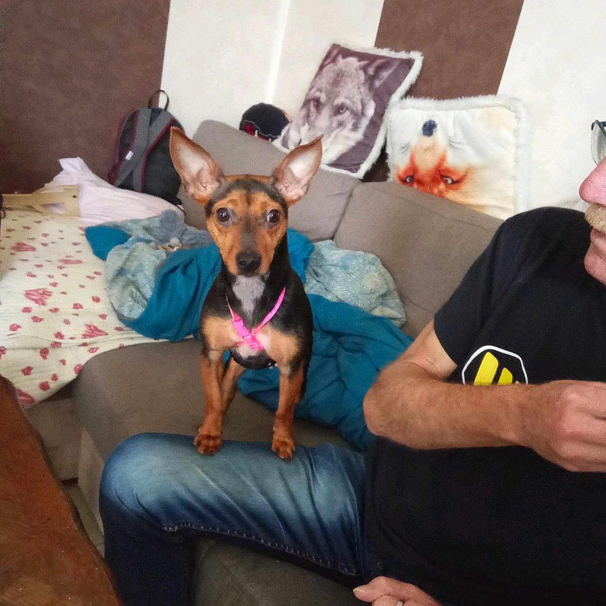 Princesses a rejoint le concours — aidez-le/la à gagner de superbes lots ! backpack, blanket, casual, couch, dog, ears, fox_pillow, home, indoor, jeans, living_room, person, pet, pillow, ring, seated, small_dog, table, watch, wolf_pillow