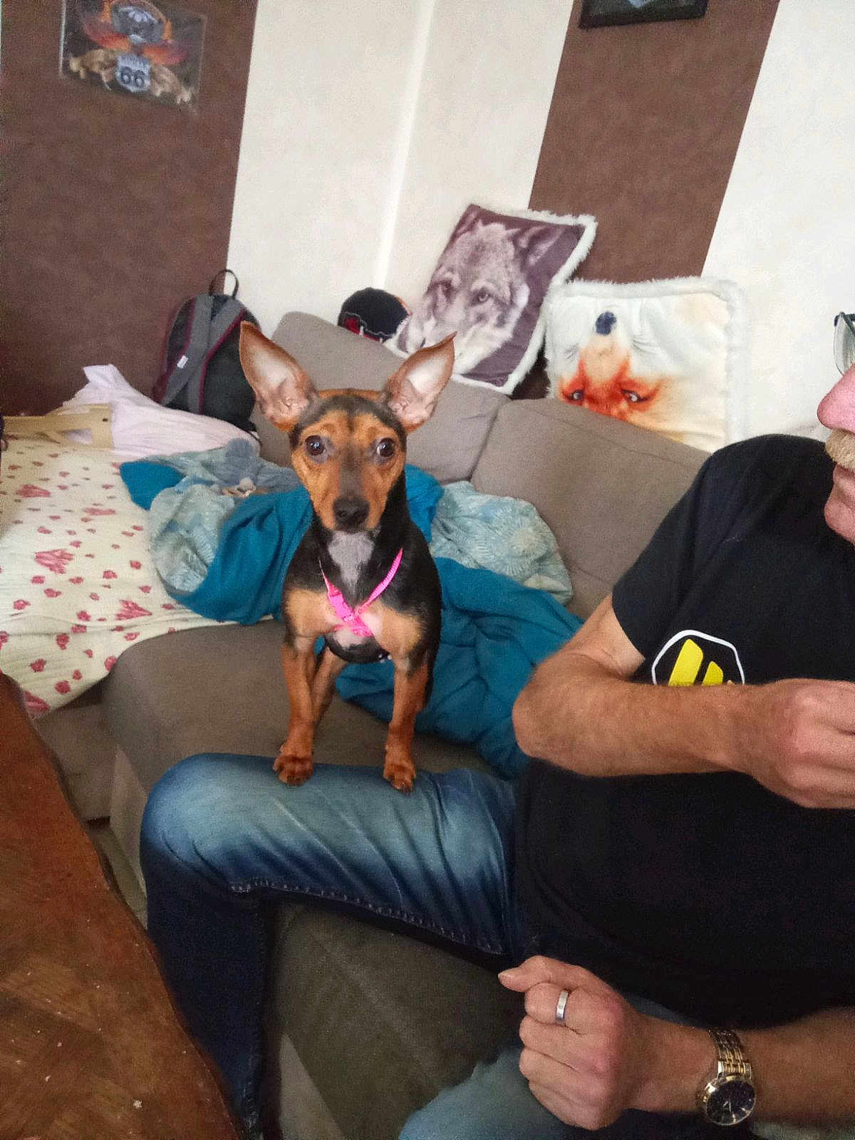Princesses a rejoint le concours — aidez-le/la à gagner de superbes lots ! dog, small_dog, ears, couch, person, jeans, watch, ring, pillow, wolf_pillow, fox_pillow, blanket, backpack, table, indoor, living_room, pet, seated, casual, home
