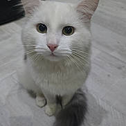 Ivoire a rejoint le concours — aidez-le/la à gagner de superbes lots ! cat, white_cat, fluffy, pet, animal, indoor, floor, tail, ears, whiskers, cute, domestic, feline, looking_up, curious, sitting, pink_nose, fur, closeup, house