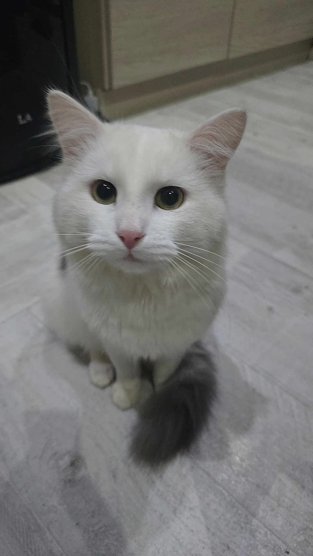 Ivoire a rejoint le concours — aidez-le/la à gagner de superbes lots ! cat, white_cat, fluffy, pet, animal, indoor, floor, tail, ears, whiskers, cute, domestic, feline, looking_up, curious, sitting, pink_nose, fur, closeup, house