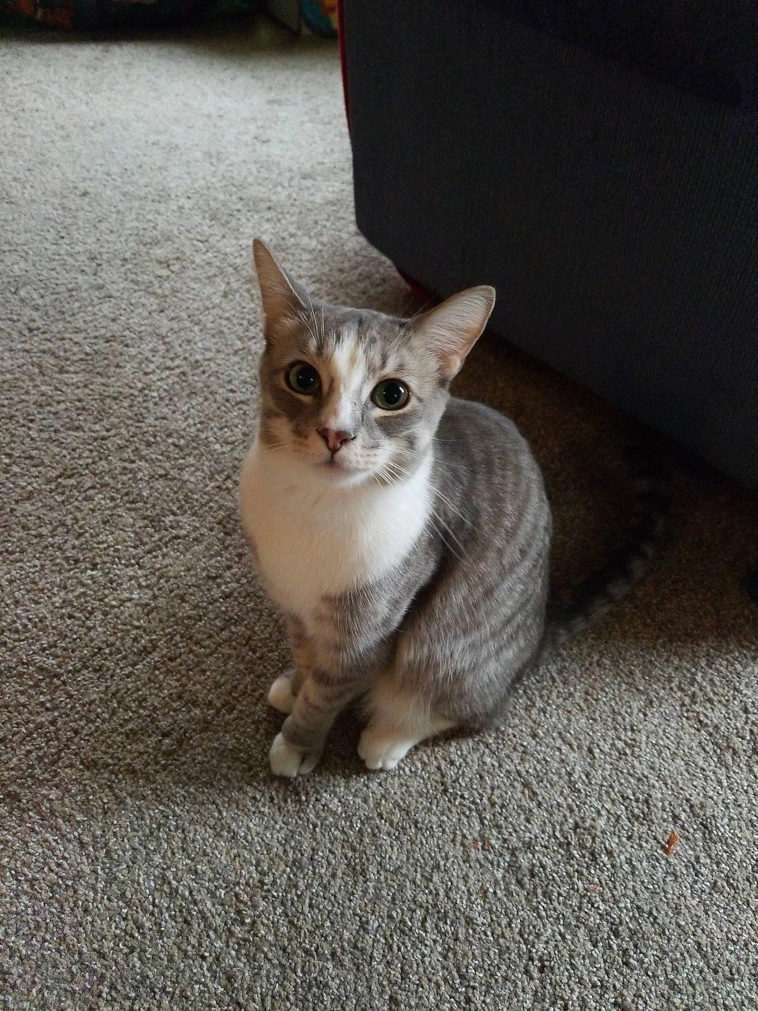 Kermit joined the competition — help win amazing prizes! aegean_cat, asian, australian_mist, burmilla, carnivore, cat, chausie, domestic_short_haired_cat, european_shorthair, eye, fawn, felidae, german_rex, kitten, mammal, singapura, small_to_medium_sized_cats, tabby_cat, vertebrate, whiskers