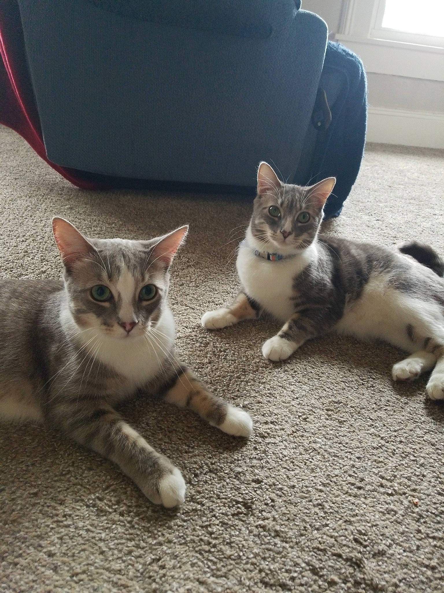 Kermit joined the competition — help win amazing prizes! aegean_cat, american_shorthair, american_wirehair, asian, carnivore, cat, domestic_short_haired_cat, european_shorthair, eye, felidae, fur, kitten, mammal, polydactyl_cat, shoe, sky, small_to_medium_sized_cats, tabby_cat, tail, whiskers