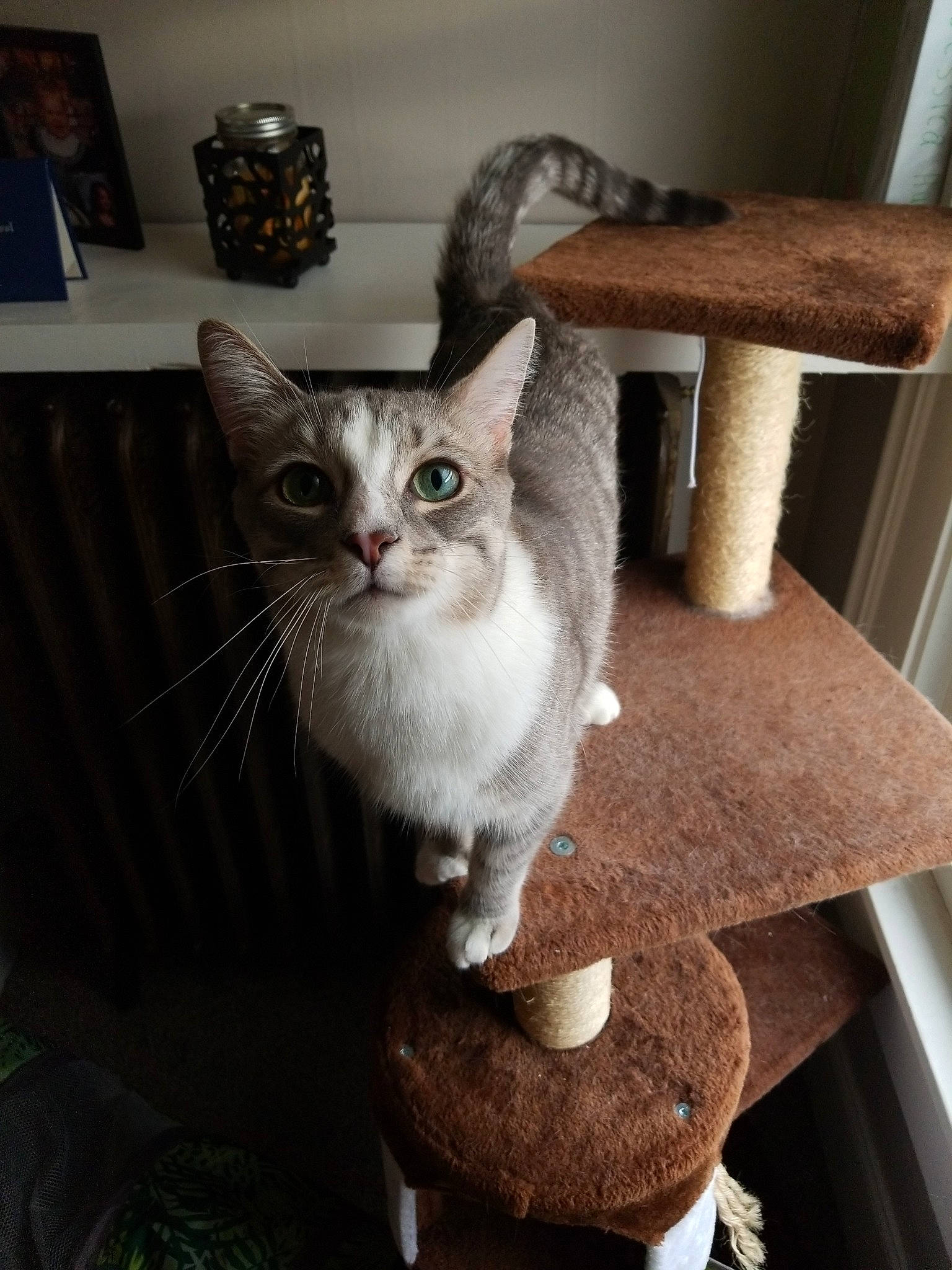 Kermit is registered to the contest to win money with this photo: aegean_cat, american_wirehair, asian, carnivore, cat, domestic_short_haired_cat, european_shorthair, felidae, german_rex, kitten, mammal, ojos_azules, small_to_medium_sized_cats, whiskers