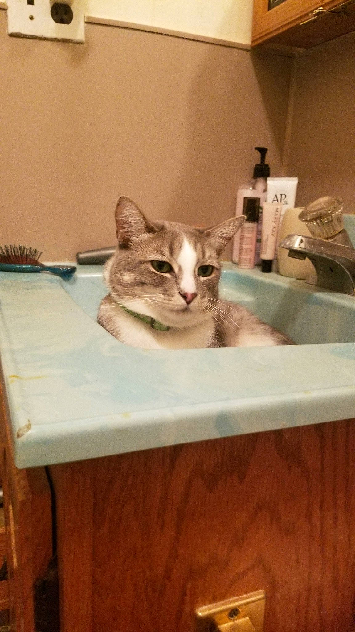 Kermit is registered to the contest to win money with this photo: aegean_cat, burmilla, carnivore, cat, domestic_short_haired_cat, european_shorthair, felidae, room, singapura, sink, small_to_medium_sized_cats, table, whiskers