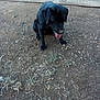 animal, black_dog, canine, companion, dirt, dog, domestic_animal, dry_ground, earth, fur, grass, mammal, nature, outdoor, panting, pet, playful, resting, sitting, tongue_out