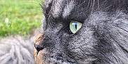 Roy participe au concours pour gagner de l'argent avec cette photo : animal, calm, cat, close_up, daylight, domestic_cat, feline, fluffy, fur, grass, gray, green_eyes, nature, outdoor, pet, portrait, profile, side_view, soft_light, whiskers