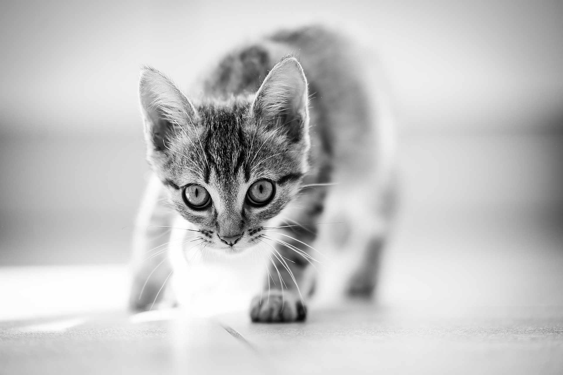 Anakin participe au concours pour gagner de l'argent avec cette photo : kitten, cat, black_and_white, animal, pet, close_up, curious, whiskers, ears, floor, indoor, portrait, young, feline, walking, focus, cute, small, eyes, soft_background