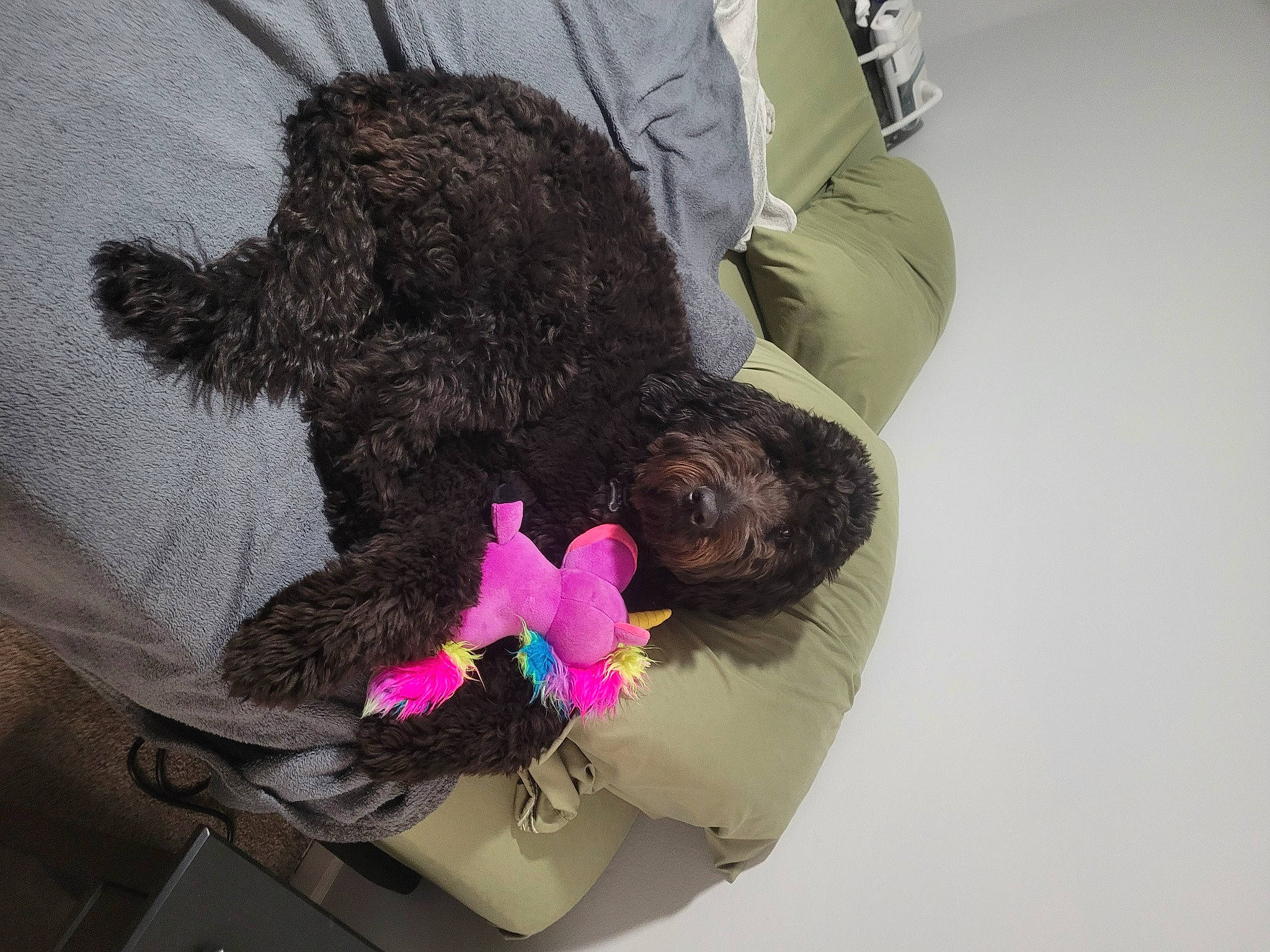 Crowley joined the competition — help win amazing prizes! canidae, carnivore, comfort, companion_dog, dog, dog_breed, dog_supply, fur, liver, magenta, non_sporting_group, petal, plush, poodle, puppy, sporting_group, stuffed_toy, toy, toy_dog, water_dog