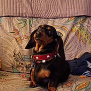 Jean-Marc Dupuy participe au concours pour gagner de l'argent avec cette photo : dog, dachshund, pet, collar, indoor, couch, patterned_fabric, brown, black, small_dog, cute, sitting, animal, alert, ears, face, paw, home, domestic, companion