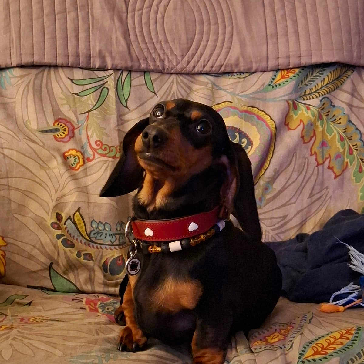 Jean-Marc Dupuy participe au concours pour gagner de l'argent avec cette photo : alert, animal, black, brown, collar, companion, couch, cute, dachshund, dog, domestic, ears, face, home, indoor, patterned_fabric, paw, pet, sitting, small_dog