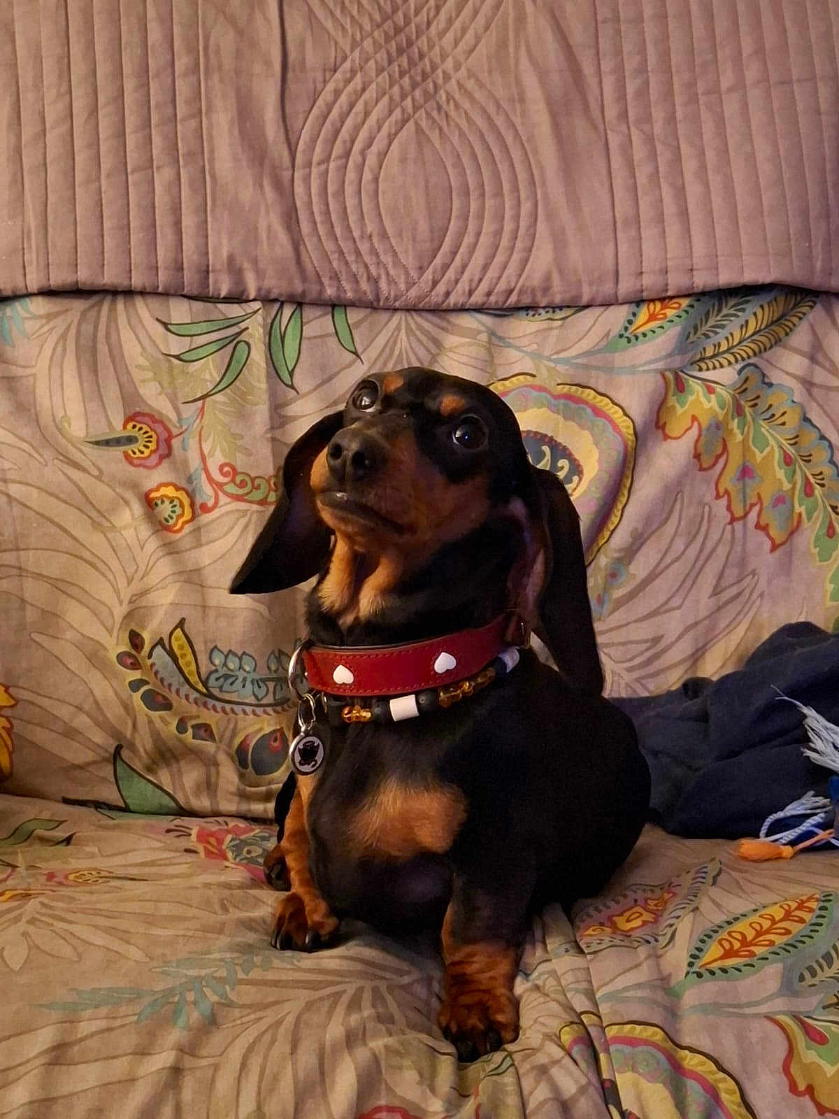 Jean-Marc Dupuy participe au concours pour gagner de l'argent avec cette photo : dog, dachshund, pet, collar, indoor, couch, patterned_fabric, brown, black, small_dog, cute, sitting, animal, alert, ears, face, paw, home, domestic, companion