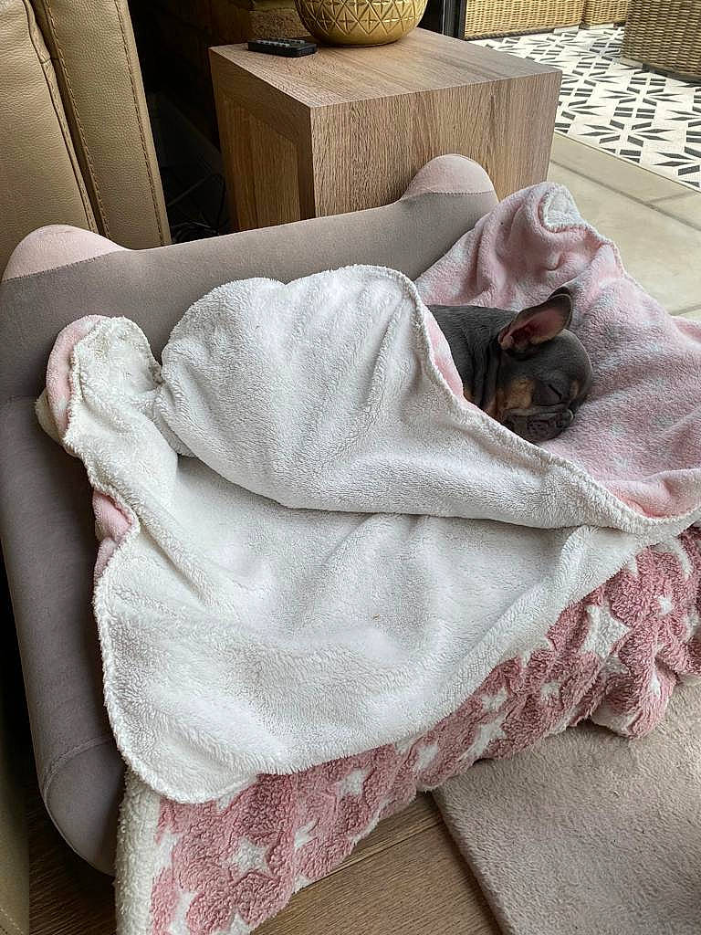 Daphne joined the competition — help win amazing prizes! bedding, beige, carnivore, cat, comfort, couch, fawn, felidae, flooring, fur, grey, linens, pattern, rectangle, room, table, textile, throw_pillow, window, wood