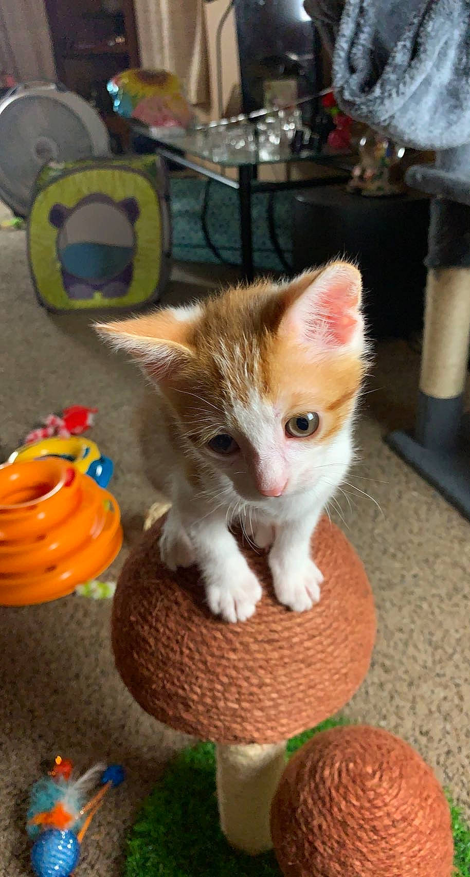 Baby Oliver is registered to the contest to win money with this photo: basket, calabaza, carnivore, cat, cat_supply, chair, companion_dog, domestic_short_haired_cat, fawn, felidae, fur, grass, paw, pet_supply, play, small_to_medium_sized_cats, tail, toy, whiskers, woolen