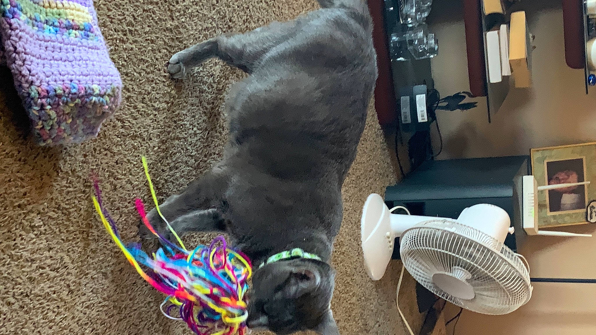 Big Daddy Milo Moon joined the competition — help win amazing prizes! canidae, carnivore, chair, collar, comfort, companion_dog, dog_breed, dog_supply, fashion_accessory, felidae, fun, fur, leash, pet_supply, small_to_medium_sized_cats, sporting_group, tail, toy, whiskers, working_animal