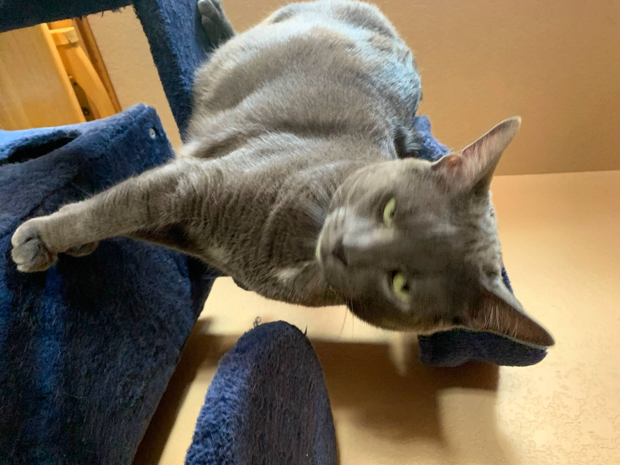 Big Daddy Milo Moon is registered to the contest to win money with this photo: art, carnivore, cat, claw, comfort, domestic_short_haired_cat, electric_blue, felidae, fur, grey, russian_blue, small_to_medium_sized_cats, snout, tail, whiskers