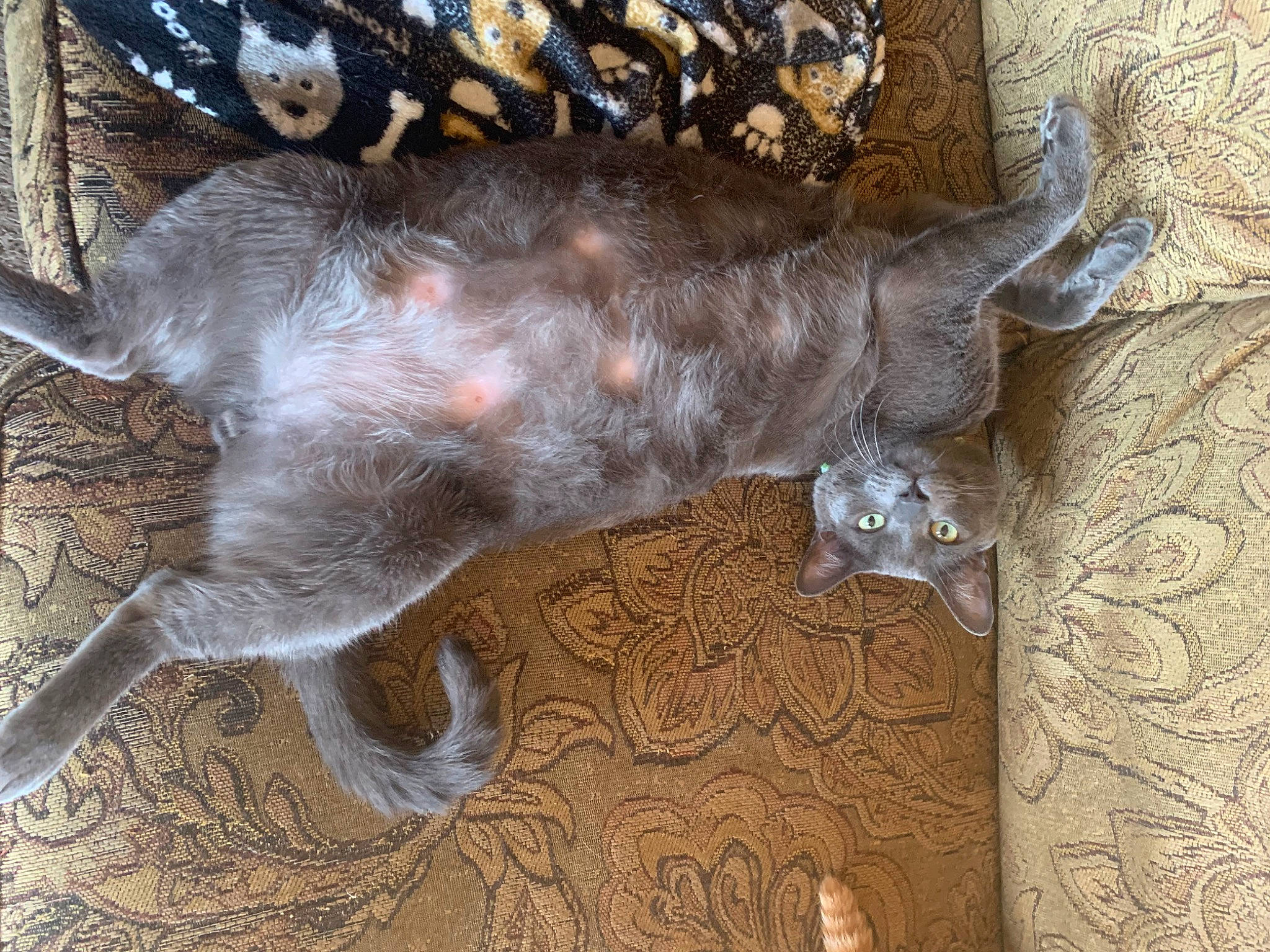 Big Daddy Milo Moon is registered to the contest to win money with this photo: brown, canidae, carnivore, cat, claw, dog_breed, domestic_short_haired_cat, fawn, felidae, fur, liver, small_to_medium_sized_cats, sporting_group, tail, terrestrial_animal, whiskers, wood, working_animal