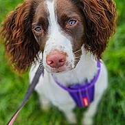 Lola joined the competition — help win amazing prizes! dog, brown_and_white, puppy, outdoor, grass, leash, harness, pet, canine, ears, nose, close_up, animal, cute, fur, nature, looking_up, portrait, young_dog, friendly