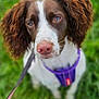 dog, brown_and_white, puppy, outdoor, grass, leash, harness, pet, canine, ears, nose, close_up, animal, cute, fur, nature, looking_up, portrait, young_dog, friendly