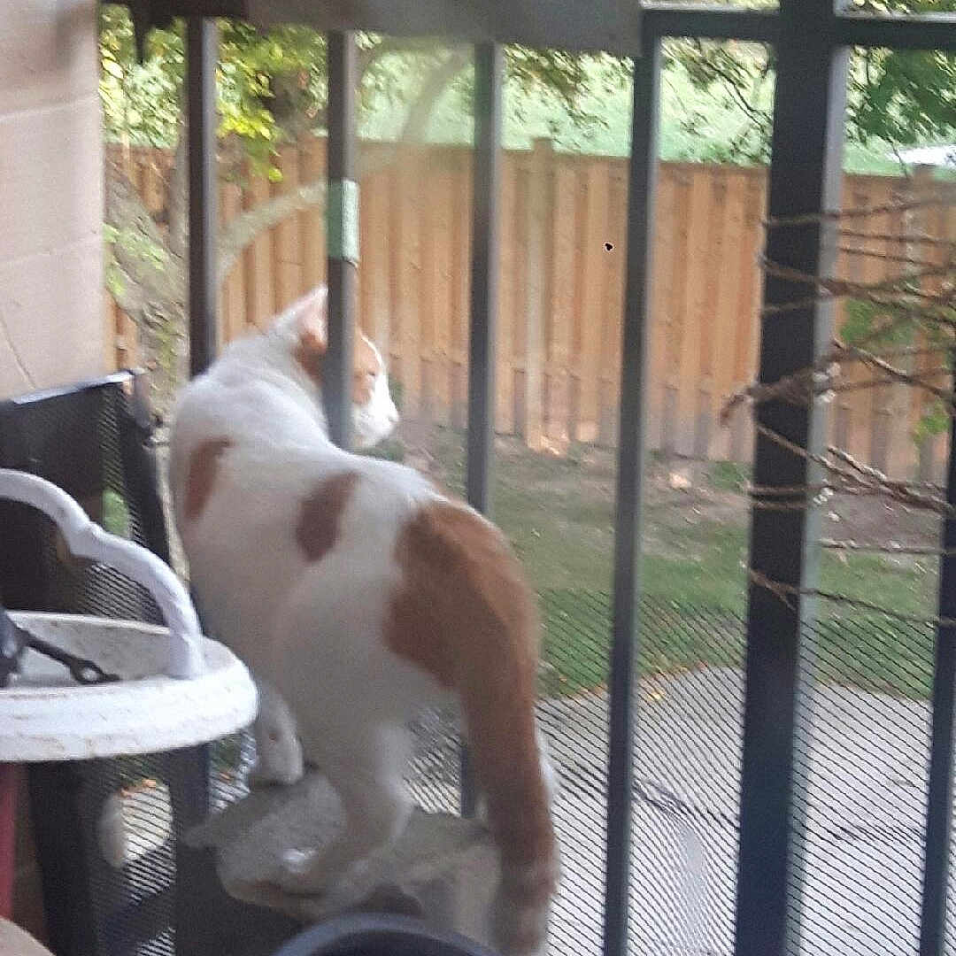 Simba joined the competition — help win amazing prizes! animal, backyard, balcony, blur, cat, daylight, domestic_cat, fence, garden, grass, nature, orange_cat, outdoor, pet, railing, standing, tree, white_cat, window, wooden_fence