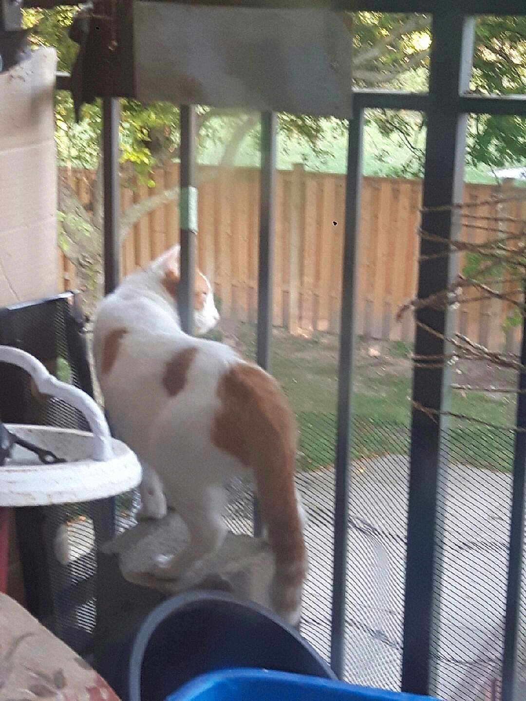 Simba joined the competition — help win amazing prizes! cat, white_cat, orange_cat, outdoor, railing, fence, backyard, grass, tree, pet, animal, standing, daylight, nature, domestic_cat, garden, wooden_fence, blur, window, balcony