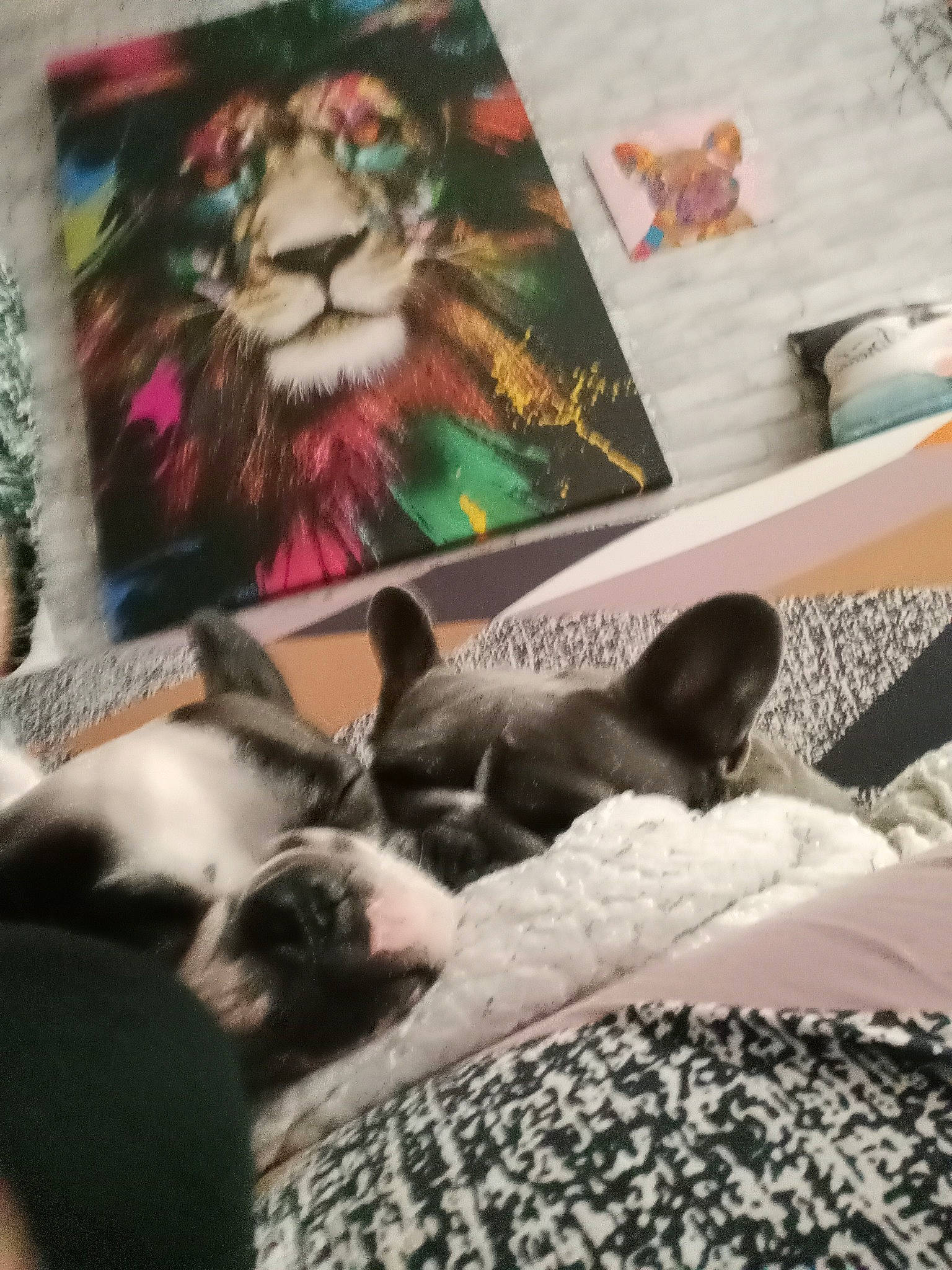 Océa Etlilas participe au concours pour gagner de l'argent avec cette photo : art, bed, bedding, canidae, carnivore, comfort, companion_dog, dog_breed, felidae, fur, linens, nap, plant, publication, room, small_to_medium_sized_cats, visual_arts, whiskers