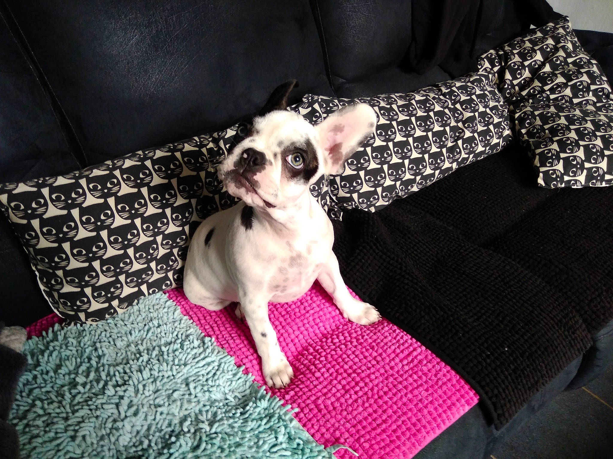 Océa Etlilas a rejoint le concours — aidez-le/la à gagner de superbes lots ! canidae, carnivore, comfort, companion_dog, couch, dog, dog_breed, dog_clothes, dog_supply, eyewear, fawn, fur, glasses, linens, pattern, snout, sporting_group, toy_dog, whiskers, working_animal