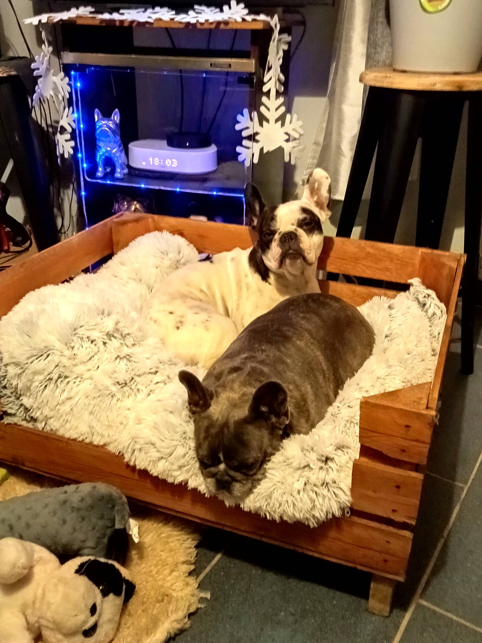 Océa Etlilas a rejoint le concours — aidez-le/la à gagner de superbes lots ! blue, carnivore, comfort, companion_dog, couch, dog, dog_breed, fawn, felidae, flooring, fur, hardwood, linens, mammal, small_to_medium_sized_cats, snout, sporting_group, toy_dog, wood, working_animal