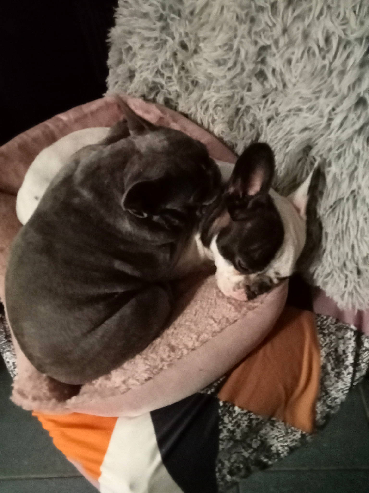 Océa Etlilas a rejoint le concours — aidez-le/la à gagner de superbes lots ! boston_terrier, bulldog, canidae, carnivore, comfort, companion_dog, dog, dog_breed, ear, fawn, felidae, fur, linens, small_to_medium_sized_cats, snout, sporting_group, tail, toy_dog, whiskers, working_animal