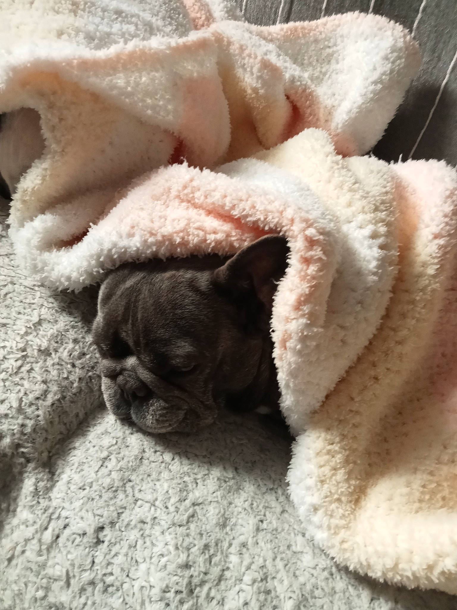 Océa Etlilas a rejoint le concours — aidez-le/la à gagner de superbes lots ! bedding, carnivore, comfort, companion_dog, dog, dog_breed, fawn, felidae, fur, linens, nap, pug, small_to_medium_sized_cats, snout, terrestrial_animal, toy_dog, whiskers, wool, working_animal, wrinkle