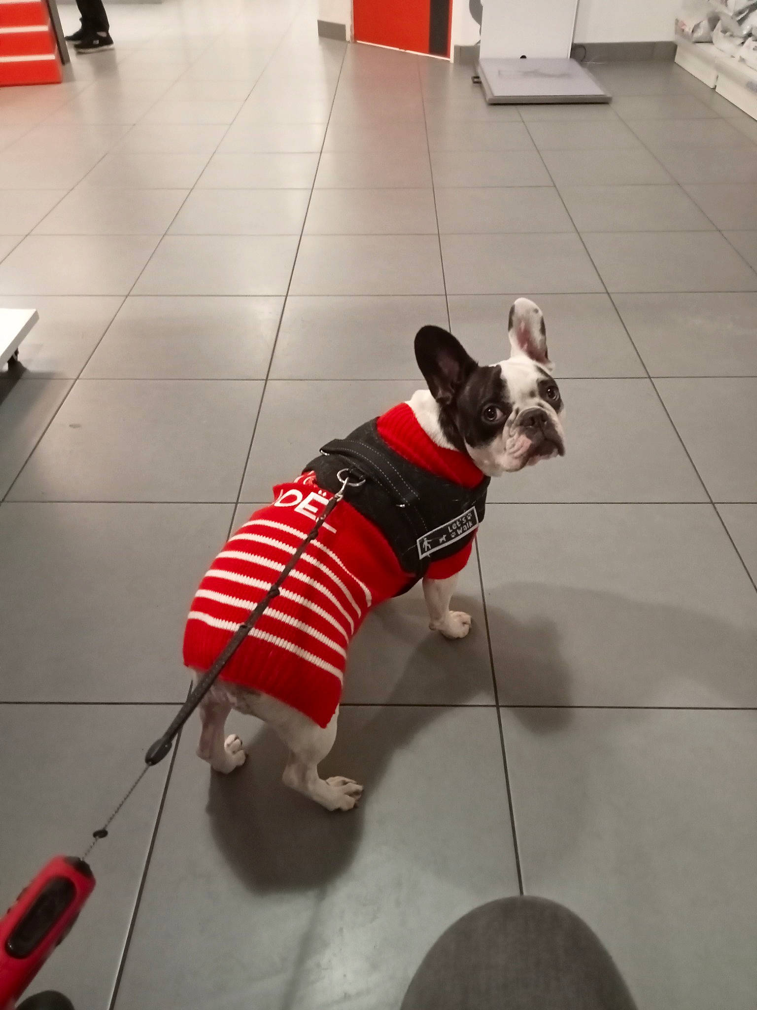 Océa participe au concours pour gagner de l'argent avec cette photo : bag, canidae, carnivore, collar, companion_dog, dog, dog_breed, dog_clothes, dog_collar, dog_supply, fawn, floor, flooring, leash, pet_supply, snout, sporting_group, tail, toy_dog, working_animal