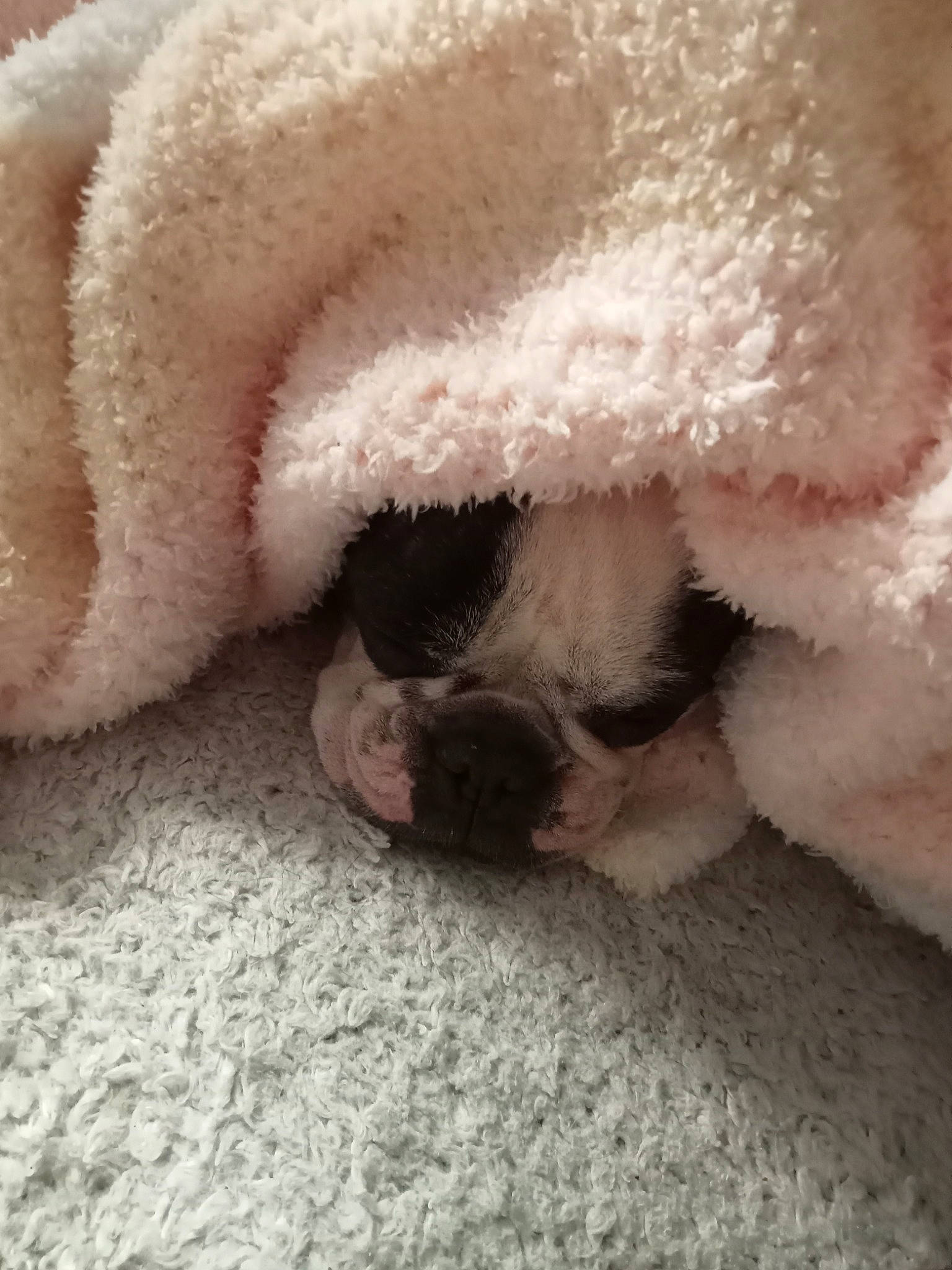 Océa participe au concours pour gagner de l'argent avec cette photo : canidae, carnivore, comfort, companion_dog, dog, dog_breed, fawn, fur, non_sporting_group, paw, pug, snout, sporting_group, tail, terrestrial_animal, toy_dog, whiskers, wool, working_animal, wrinkle