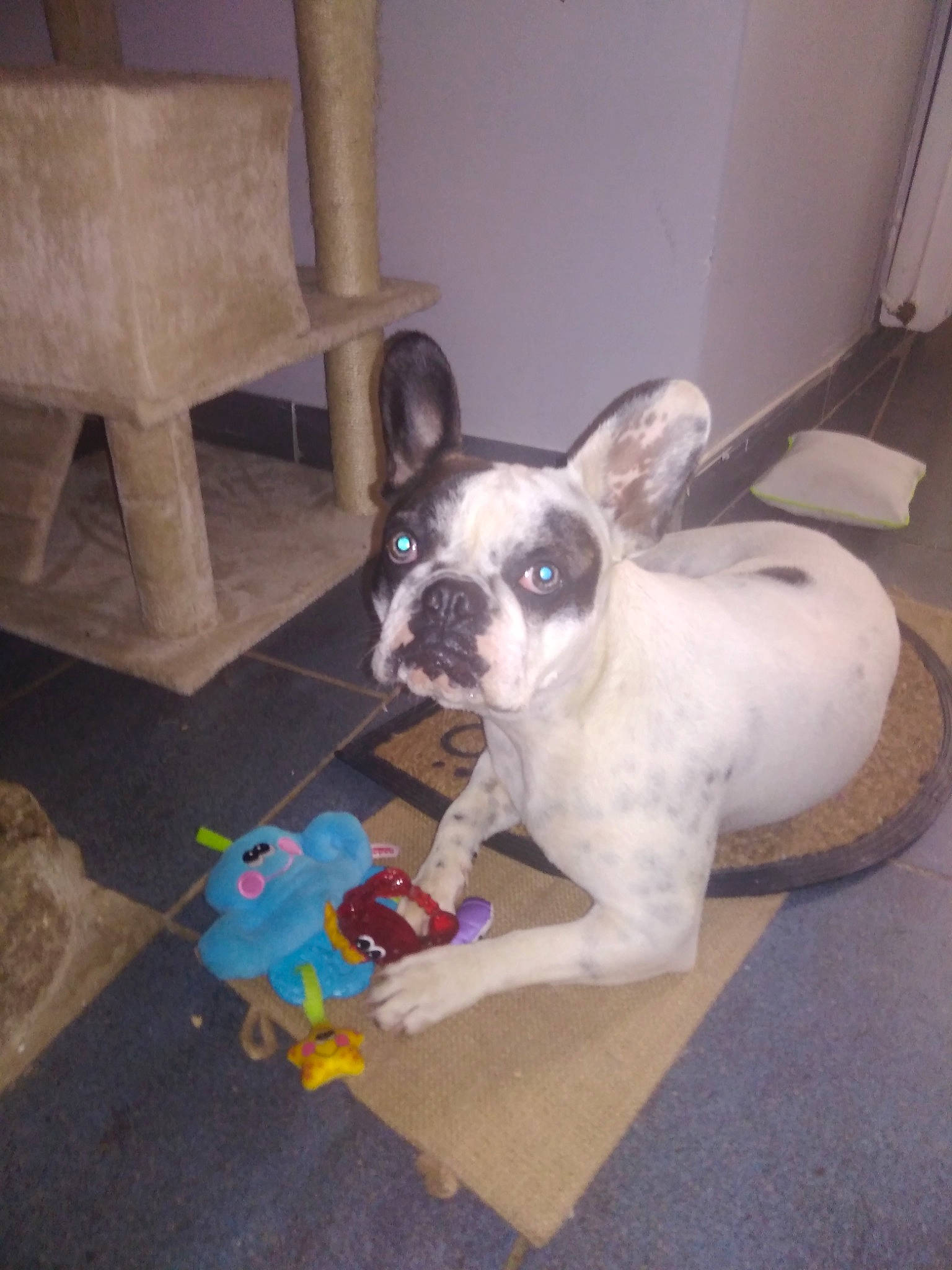 Océa a rejoint le concours — aidez-le/la à gagner de superbes lots ! boston_terrier, canidae, carnivore, collar, comfort, companion_dog, dog, dog_breed, dog_supply, ear, fawn, flooring, french_bulldog, puppy, snout, sporting_group, tail, toy_dog, whiskers, working_animal