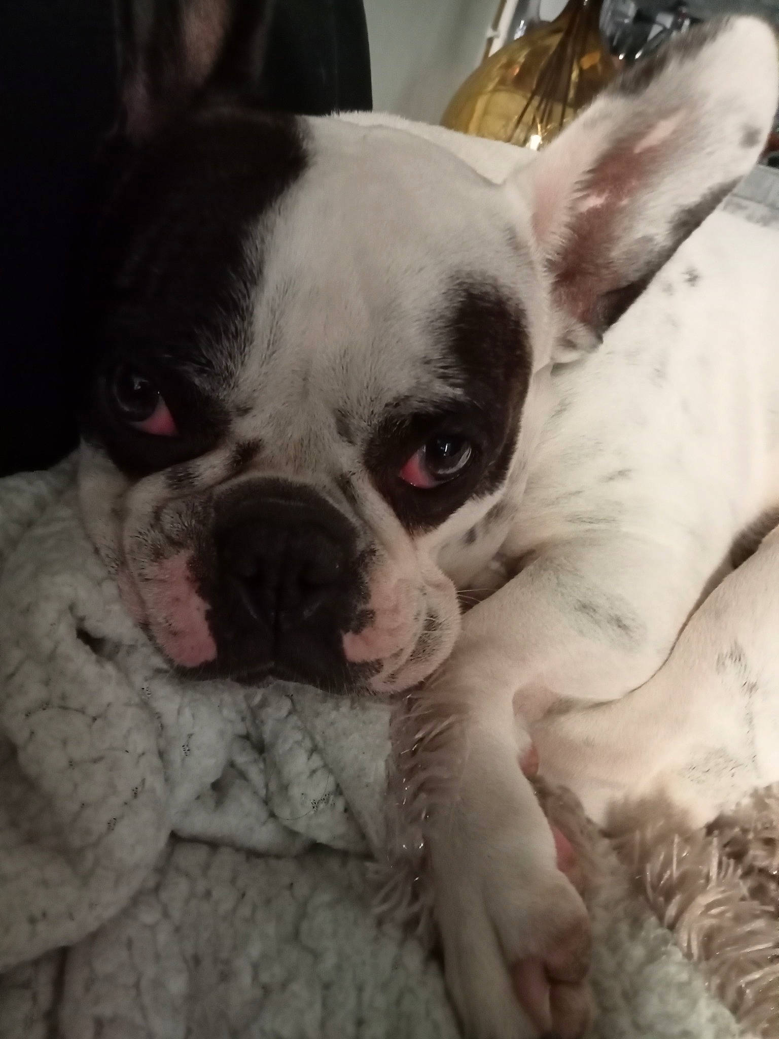 Océa participe au concours pour gagner de l'argent avec cette photo : bulldog, canidae, carmine, carnivore, comfort, companion_dog, dog, dog_breed, ear, eye, fawn, fur, snout, sporting_group, terrestrial_animal, toy_dog, vertebrate, whiskers, working_animal, wrinkle