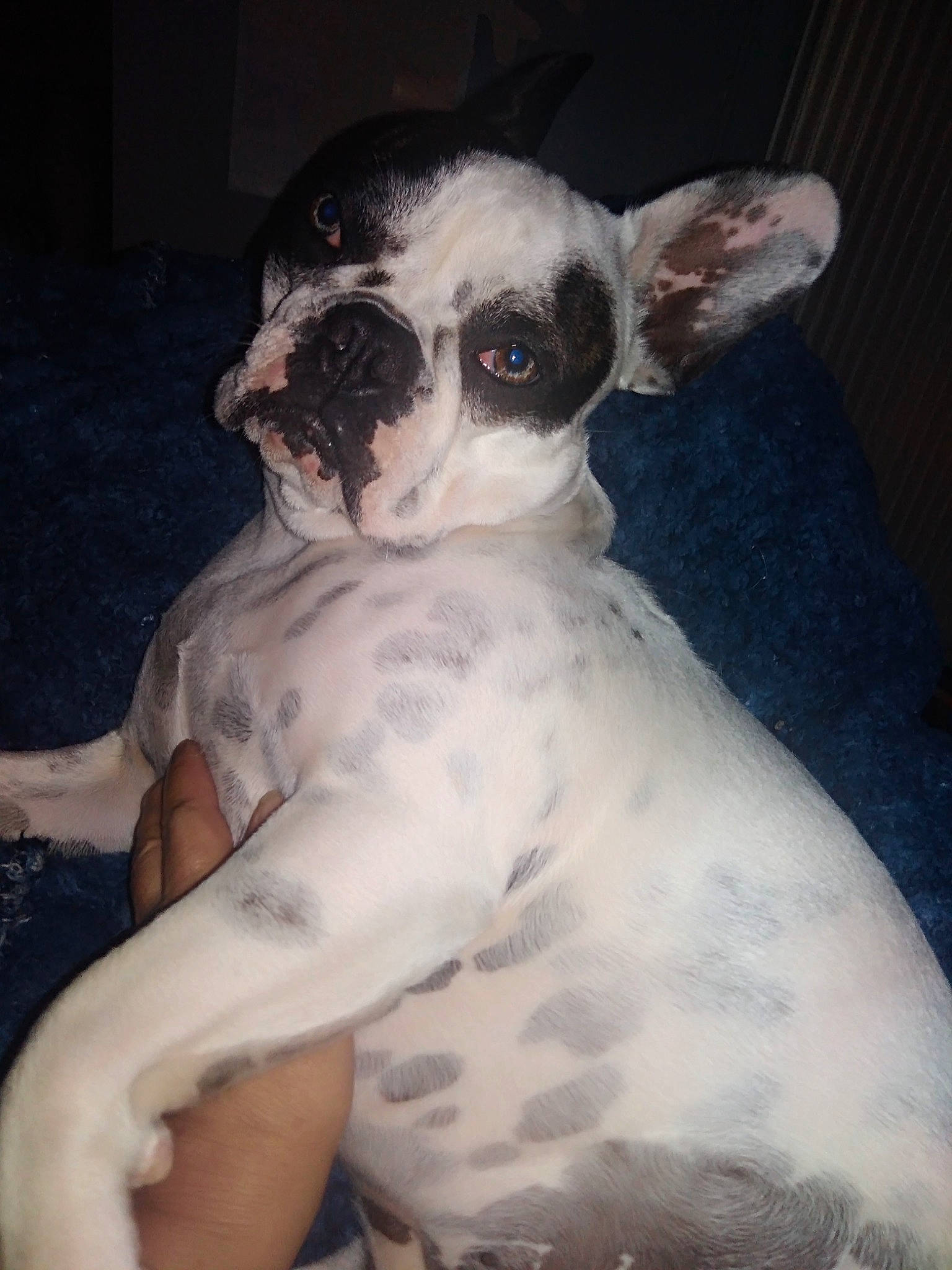 Océa participe au concours pour gagner de l'argent avec cette photo : canidae, carnivore, comfort, companion_dog, dog, dog_breed, ear, fawn, fur, head, non_sporting_group, paw, puppy, red_eye_effect, snout, sporting_group, terrestrial_animal, toy_dog, whiskers, working_animal