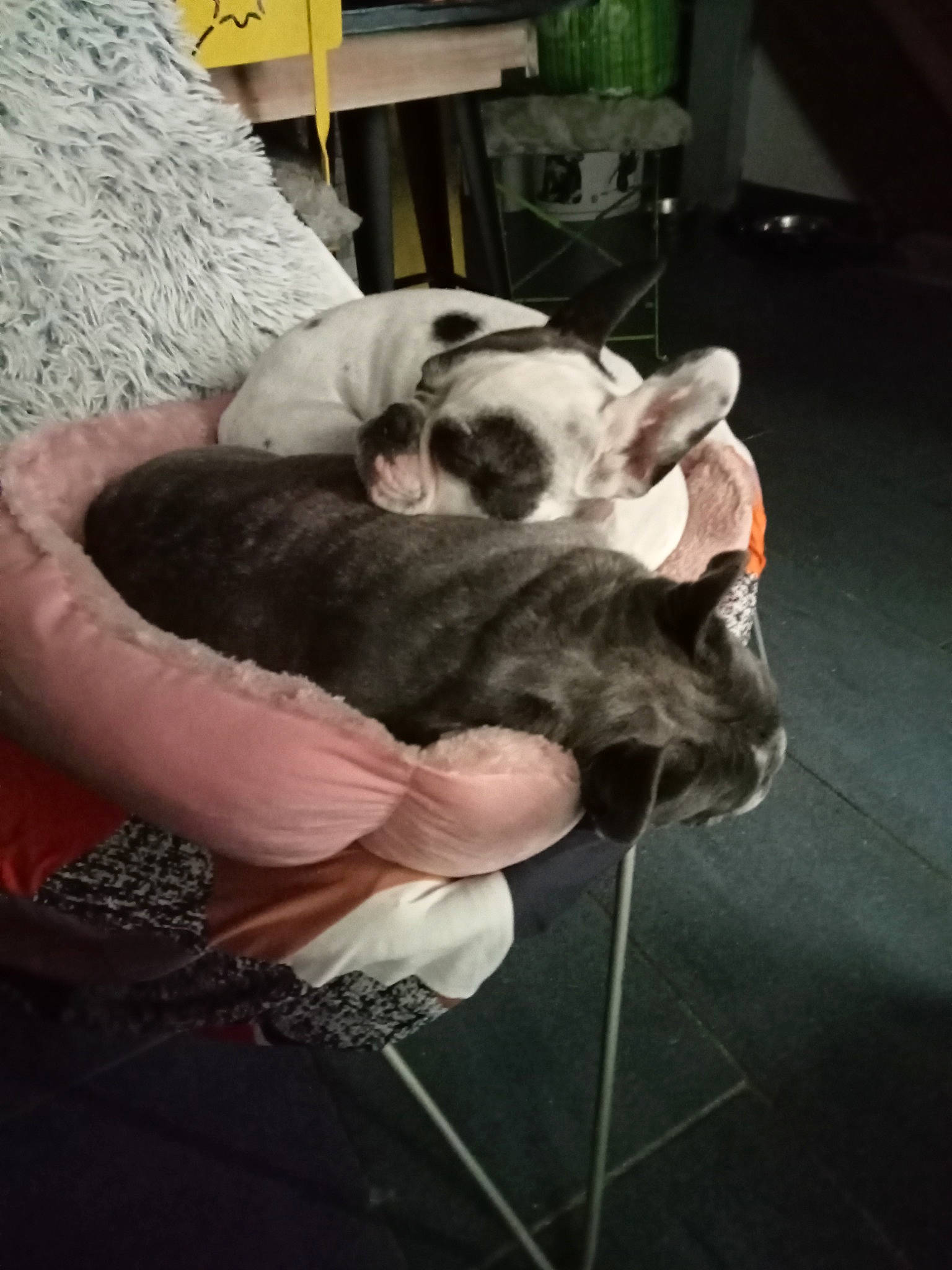 Océa Et Lilas a rejoint le concours — aidez-le/la à gagner de superbes lots ! canidae, carnivore, comfort, companion_dog, couch, dog, dog_breed, fawn, felidae, fur, nap, non_sporting_group, paw, small_to_medium_sized_cats, snout, sporting_group, tail, toy_dog, whiskers, working_animal