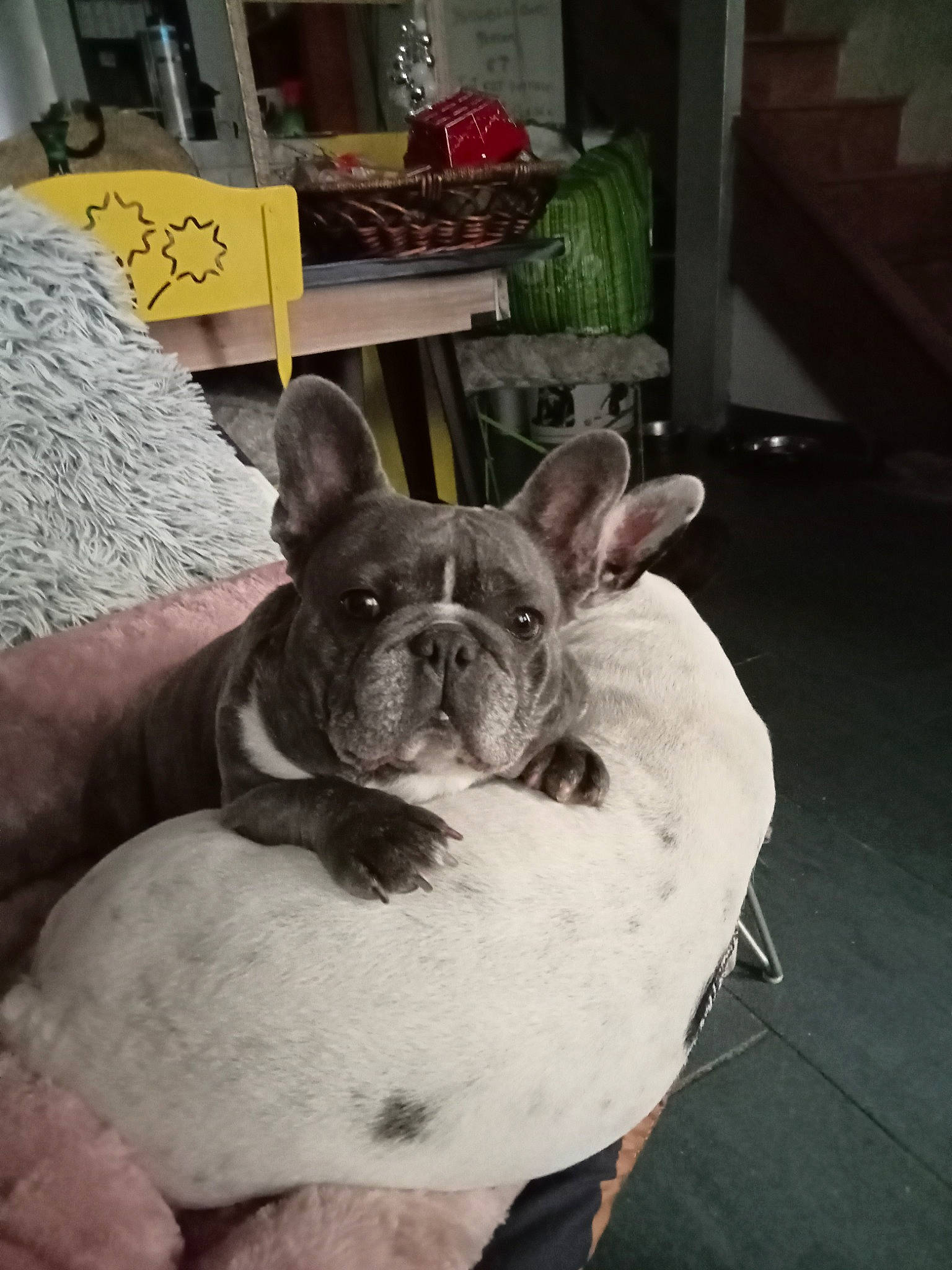 Océa Et Lilas participe au concours pour gagner de l'argent avec cette photo : bulldog, canidae, carnivore, comfort, companion_dog, dog, dog_breed, ear, fawn, french_bulldog, non_sporting_group, puppy, snout, sporting_group, terrestrial_animal, toy_dog, whiskers, working_animal, wrinkle