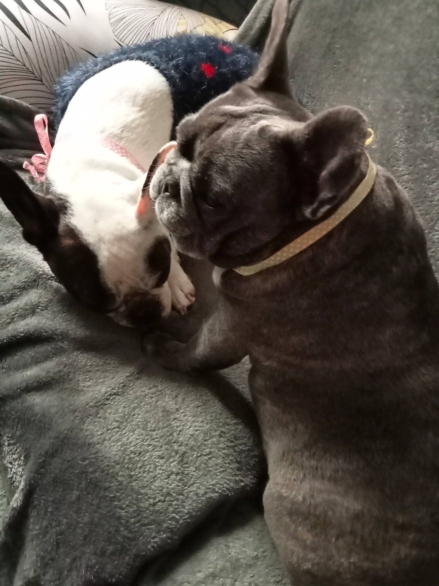 Océa Et Lilas participe au concours pour gagner de l'argent avec cette photo : boston_terrier, canidae, carnivore, collar, comfort, companion_dog, dog, dog_breed, dog_collar, ear, fawn, felidae, fur, grey, liver, snout, sporting_group, tail, whiskers, working_animal