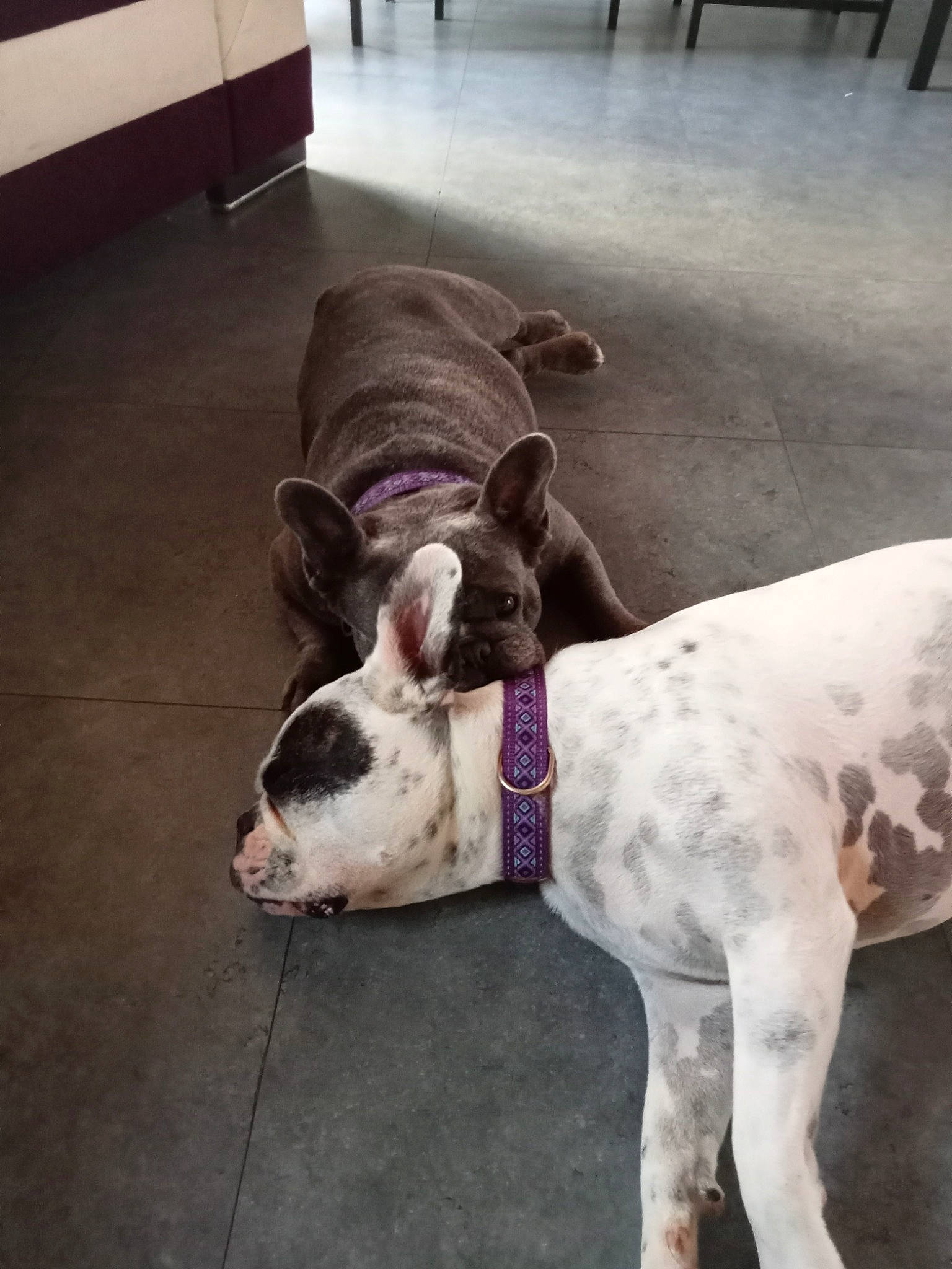 Océa Et Lilas a rejoint le concours — aidez-le/la à gagner de superbes lots ! canidae, carnivore, cloud, collar, comfort, companion_dog, dog, dog_breed, dog_collar, dog_supply, fawn, flooring, hardwood, metal, paw, pet_supply, square, tail, whiskers, working_animal