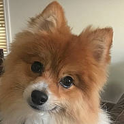 Frankie joined the competition — help win amazing prizes! dog, pomeranian, fluffy, pet, indoor, closeup, face, ears, eyes, nose, fur, couch, window_blinds, home, animal, cute, portrait, looking, head_tilt, companion