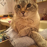 Luna joined the competition — help win amazing prizes! cat, feline, paw, towel, bathroom, counter, fur, whiskers, face, relaxed, indoor, closeup, pet, animal, domestic, soft, texture, crossed_paws, curious, resting