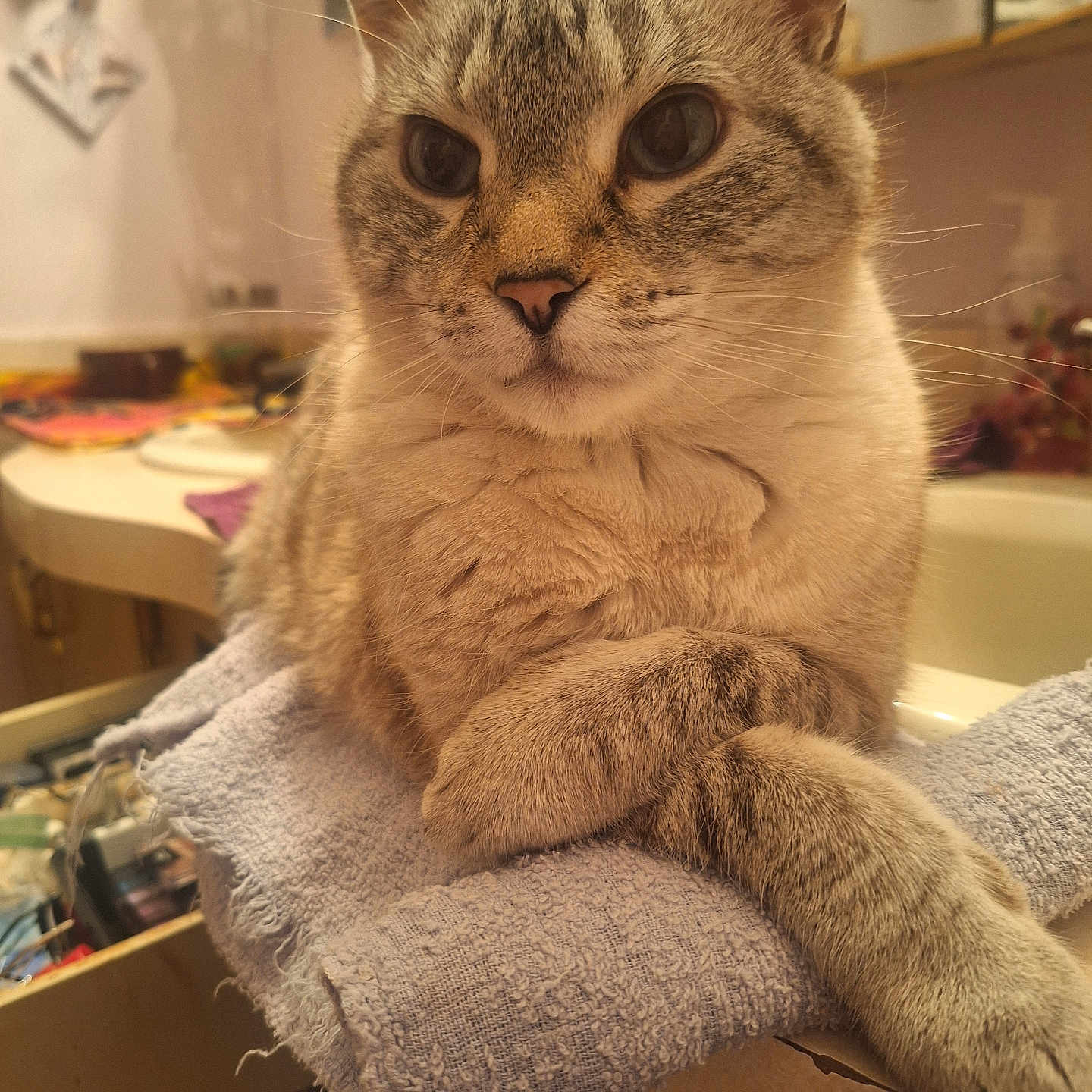 Luna joined the competition — help win amazing prizes! animal, bathroom, cat, closeup, counter, crossed_paws, curious, domestic, face, feline, fur, indoor, paw, pet, relaxed, resting, soft, texture, towel, whiskers