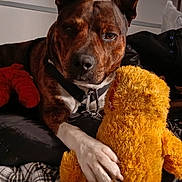 Baby is registered to the contest to win money with this photo: dog, brindle, white_paw, plush_toy, yellow_toy, indoor, jacket, fabric, cozy, pet, animal, relaxed, soft_toy, stuffed_animal, clothing, bed, resting, close_up, paw, companion