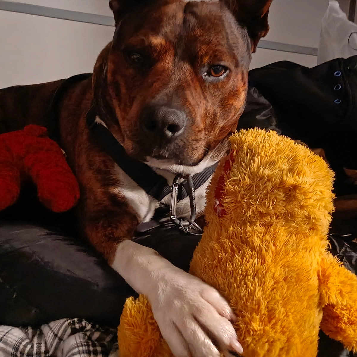 Baby is registered to the contest to win money with this photo: animal, bed, brindle, close_up, clothing, companion, cozy, dog, fabric, indoor, jacket, paw, pet, plush_toy, relaxed, resting, soft_toy, stuffed_animal, white_paw, yellow_toy