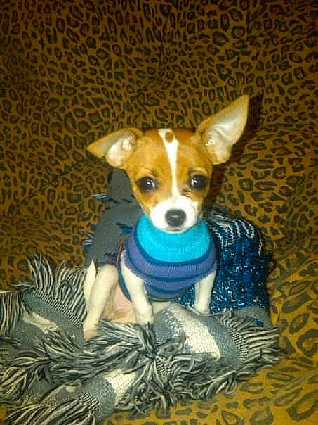 Jazmine joined the competition — help win amazing prizes! art, canidae, carnivore, chihuahua, companion_dog, dog, dog_breed, dog_clothes, dog_supply, fawn, irishjacks, pattern, small_terrier, snout, sporting_group, tail, terrier, toy_dog, whiskers, working_animal