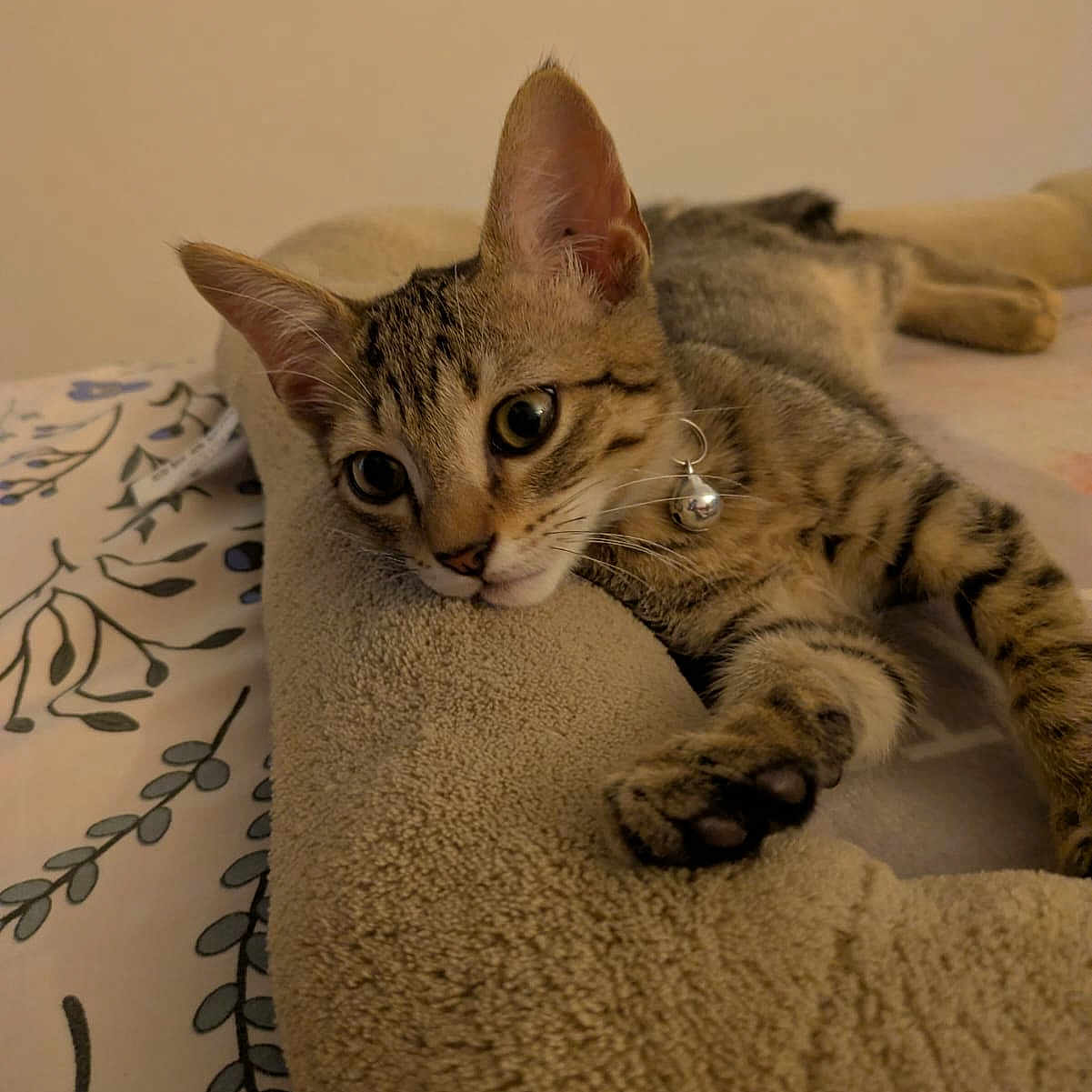 Lévi participe au concours pour gagner de l'argent avec cette photo : cat, kitten, tabby, pet, collar, bell, bed, resting, paw, fur, animal, cute, indoors, cozy, relaxed, stretching, whiskers, ears, sleepy, curious